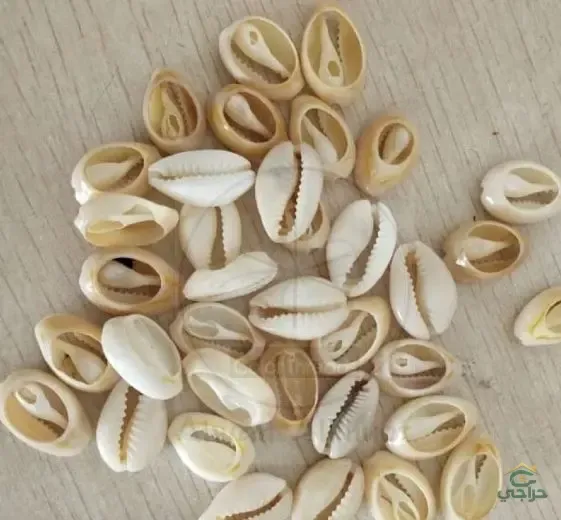 اصداف البحر