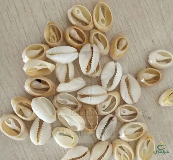 اصداف البحر